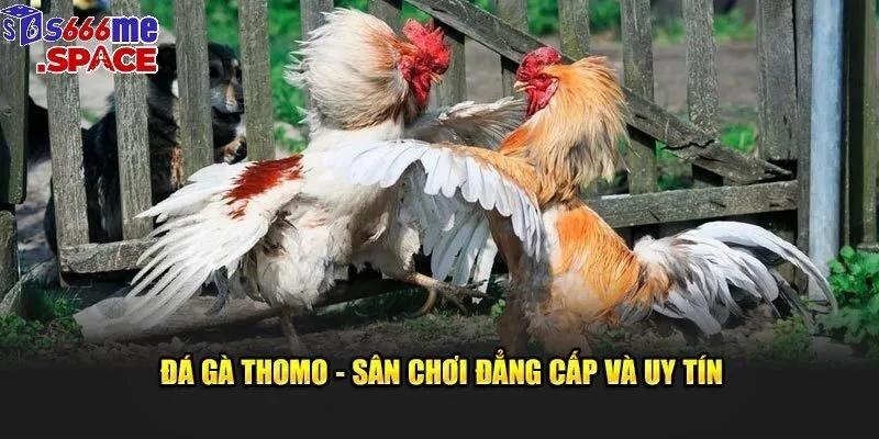 da ga thomo anh dai dien